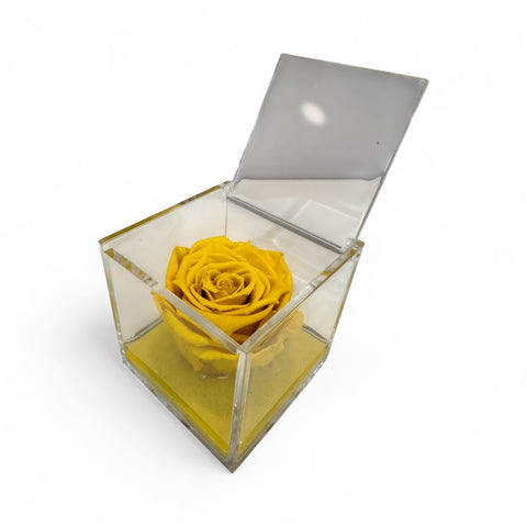 Eternal Roses | gialla