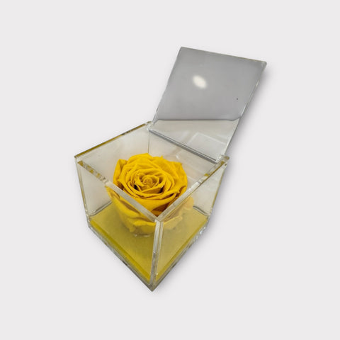 Eternal Roses | gialla