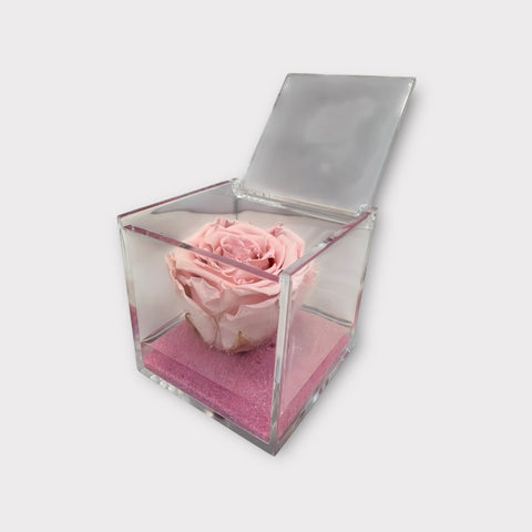 Eternal Roses | rosa