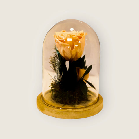 Collezione fiabe | La rosa Incantata rosa eterna |