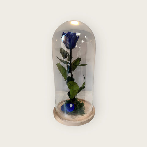 Rosa blu grande in campana