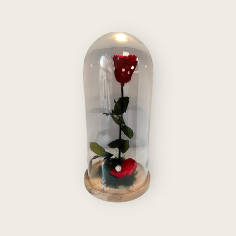 Rosa rossa grande in campana