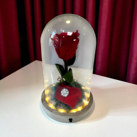 Rosa rossa media in campana illuminata