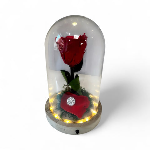 Rosa rossa media in campana illuminata