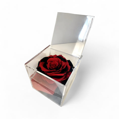 La Rosa rosso nera
