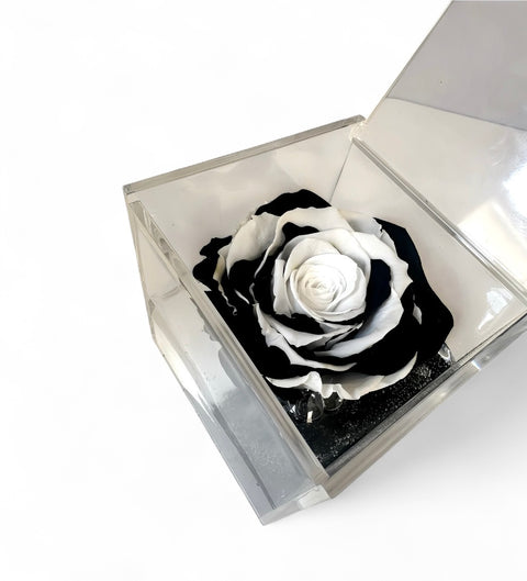 La Rosa bianco nera