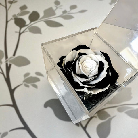 La Rosa bianco nera