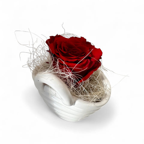 Rosa stabilizzata