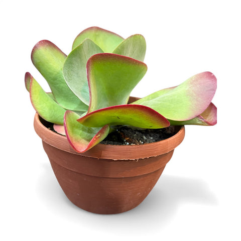 Kalanchoe