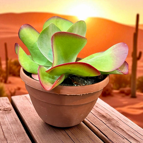 Kalanchoe