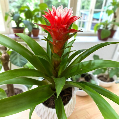 Guzmania