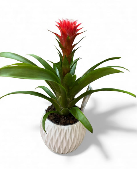 Guzmania