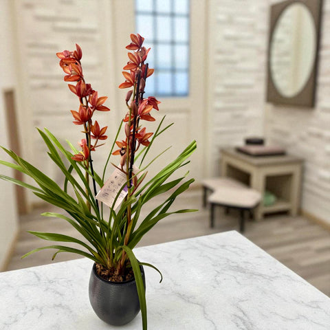 Cymbidium arancio