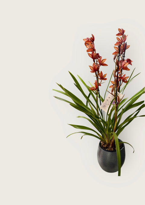 Cymbidium arancio