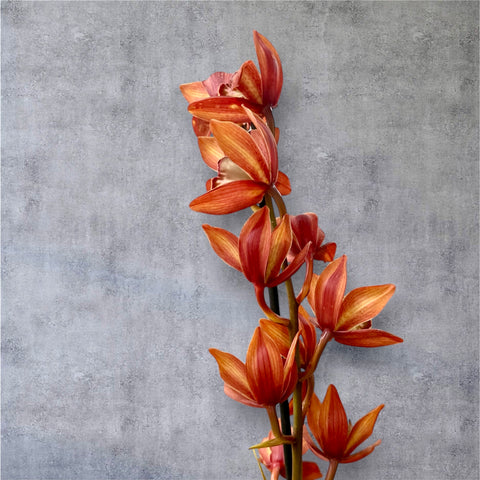 Cymbidium arancio