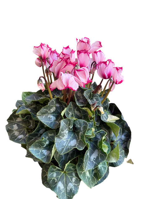 ciclamino rosa