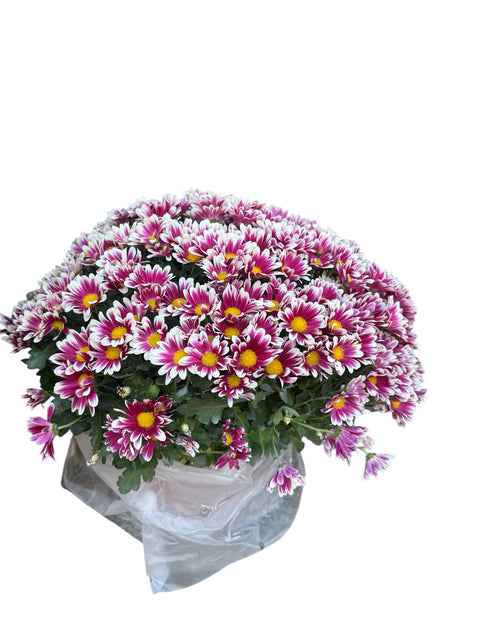 pianta crisantemi rosa