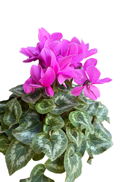 ciclamino fucsia