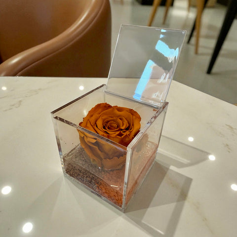 Rosa arancio autunno