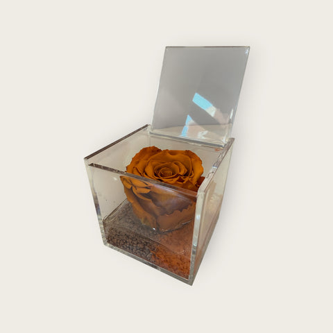 Rosa arancio autunno