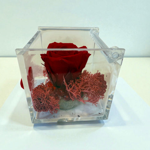 Rosa rossa - autunno