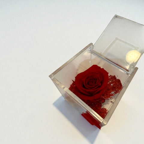 Rosa rossa - autunno