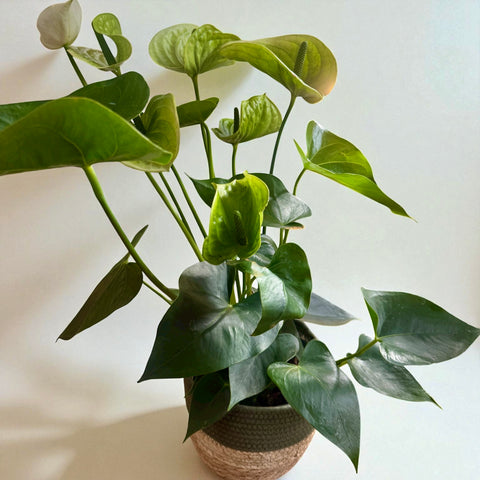 Anthurium 3
