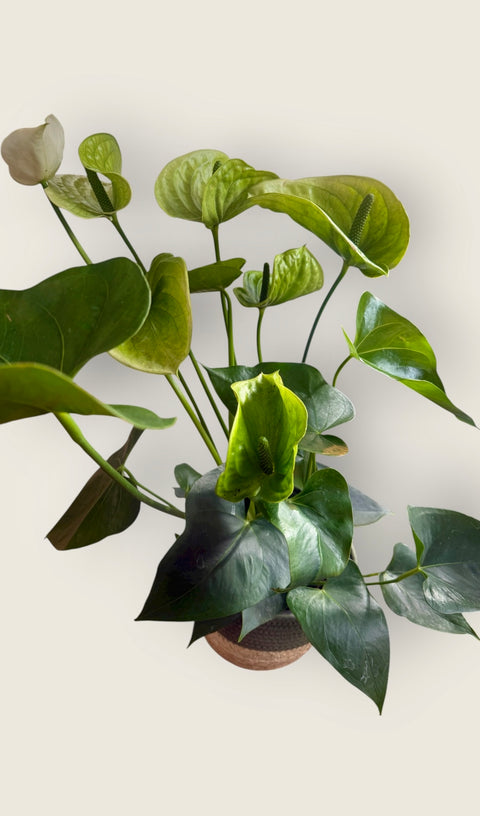 Anthurium 3