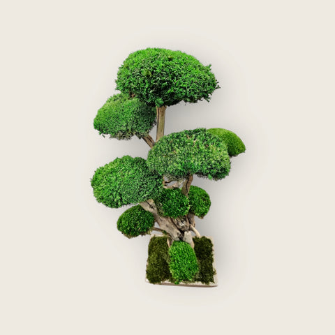Bonsai - Polemoss - NEW