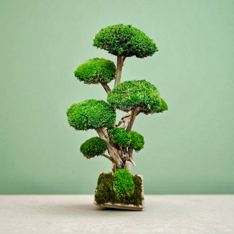 Bonsai - Polemoss - NEW