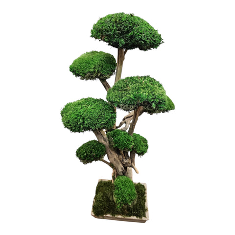 Bonsai - Polemoss - NEW