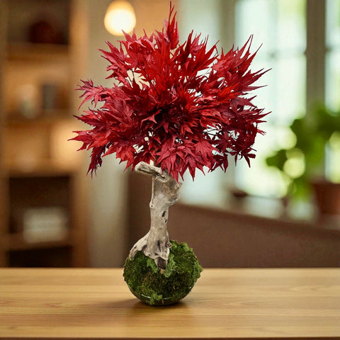 Bonsai - Acero alto  - NEW