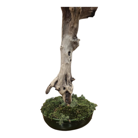 Bonsai - Acero alto  - NEW