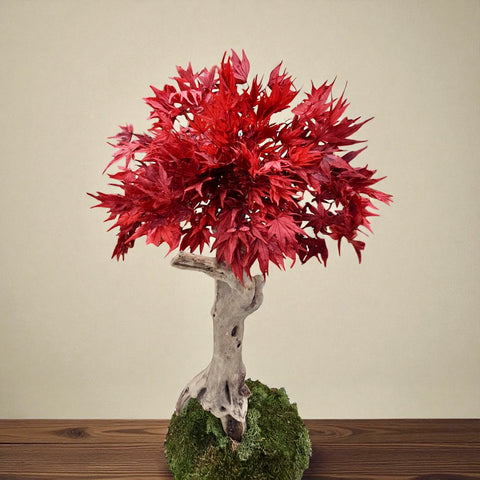 Bonsai - Acero alto  - NEW