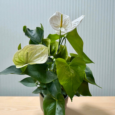 Anthurium bianco