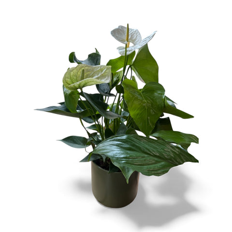 Anthurium bianco
