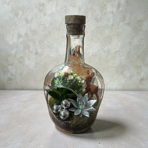 Piantine in bottiglia - collezione Natale