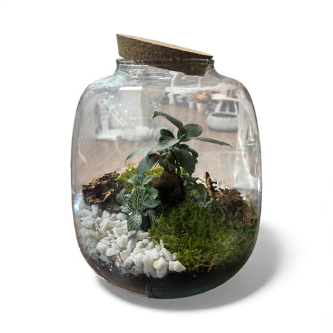 Piantine in bottiglia - collezione Natale 2