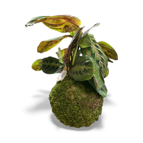 Piantina da appendere