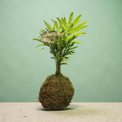 Piantina da appendere 2