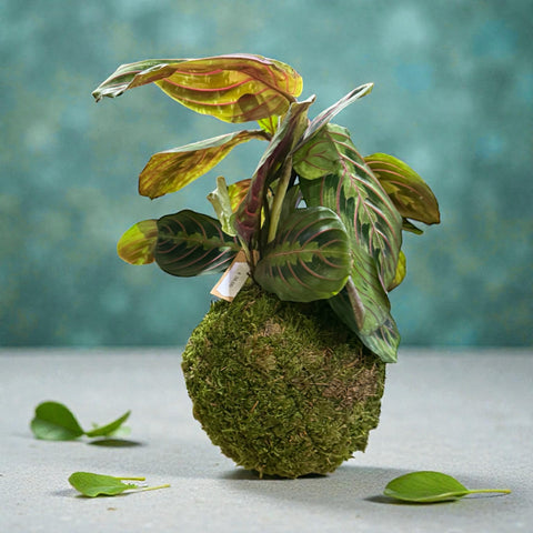 Piantina da appendere