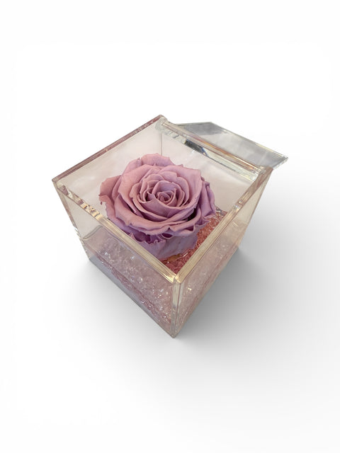 Rosa rosa antico