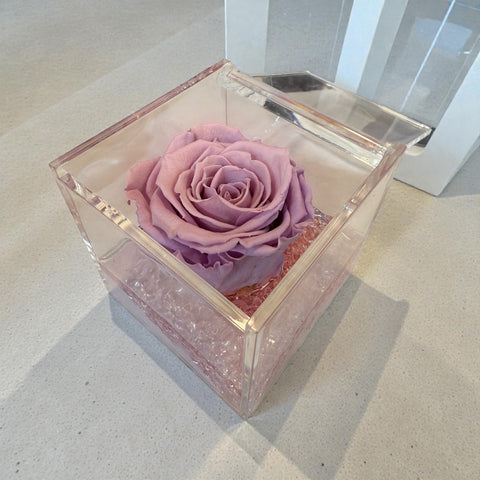 Rosa rosa antico