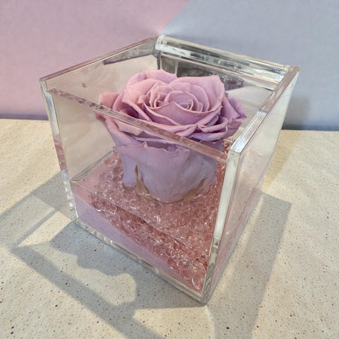 Rosa rosa antico