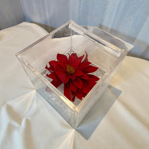 Dalia stabilizzato