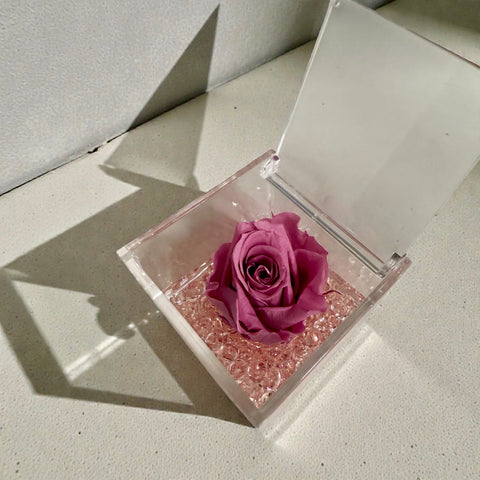 Rosa rosa stabilizzata