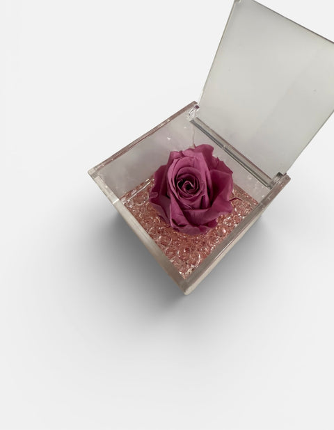 Rosa rosa stabilizzata