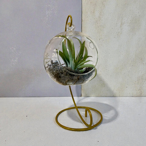Tillandsia