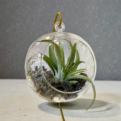 Tillandsia