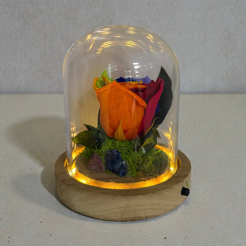 Rosa stabilizzata colorata in campana illuminata